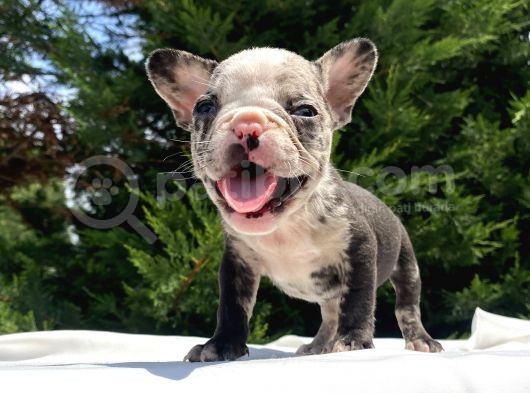 Özel Renk Merle Mavi̇ Gözlü French Bulldog Yavrumuz görsel