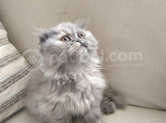 Scottish Fold Güzel Kızımız görsel