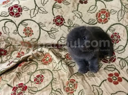 2 Aylık Dişi Scottish Fold