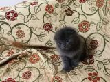 2 Aylık Dişi Scottish Fold