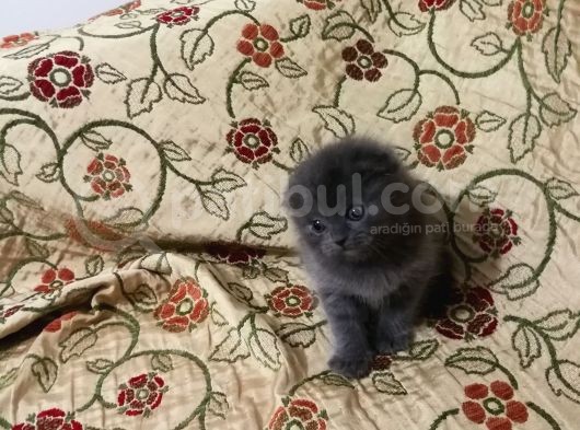 2 Aylık Dişi Scottish Fold görsel
