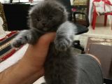 2 Aylık Dişi Scottish Fold