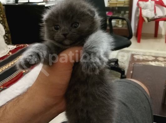 2 Aylık Dişi Scottish Fold görsel