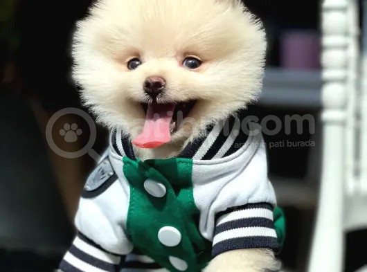 Gülen Surat Pomeranian Boo Bebeğim Willian görsel