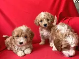 Poodle Ayarında F1 Maltipoo Yavrularımız