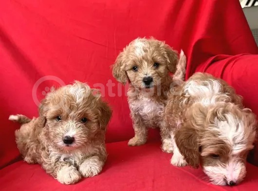 Poodle Ayarında F1 Maltipoo Yavrularımız görsel