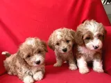 Poodle Ayarında F1 Maltipoo Yavrularımız
