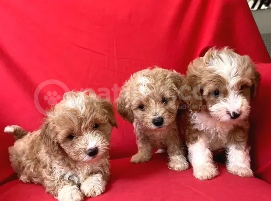 Poodle Ayarında F1 Maltipoo Yavrularımız görsel