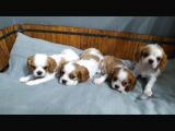 King Charles Caveliar Yavrular