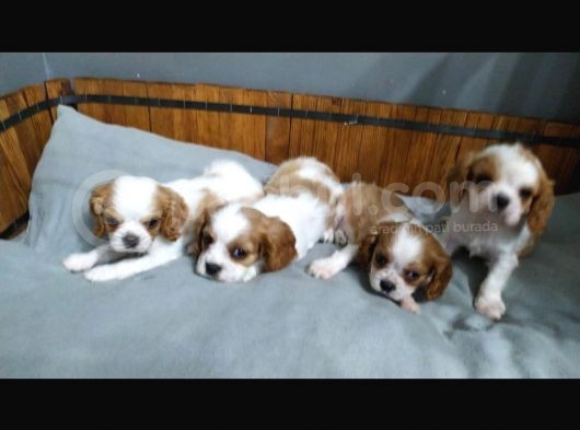 King Charles Caveliar Yavrular görsel