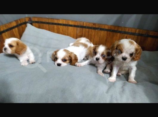 King Charles Caveliar Yavrular görsel
