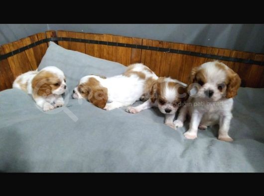 King Charles Caveliar Yavrular görsel