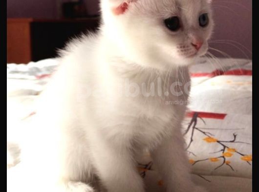 Scottish Fold Dişi Beyaz Mavi Kehribar Gözlü görsel