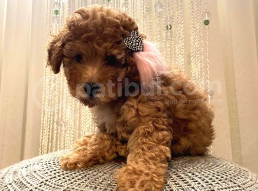 Minnoş Dişi Toypoodle Yavrularımız 70 Günlük görsel