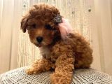 Ev Ortamında Büyüyen Birbirinden Tatlı Toy Poodle Yavrularımız