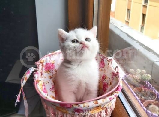 Muhteşem Renkte Lilac Ve Beyaz Scottish Fold Yavrular görsel