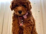 Minnoş Dişi Toypoodle Yavrularımız 70 Günlük
