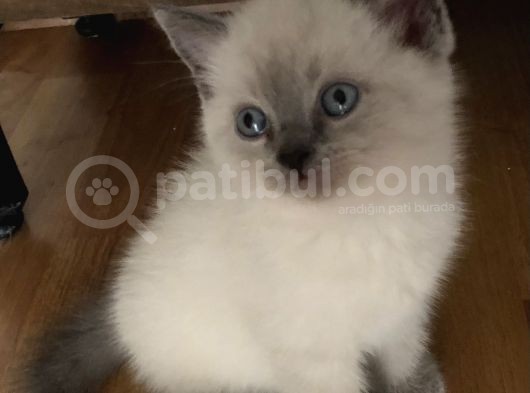 Blue Point Dişi Yavrumuz görsel
