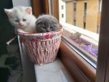 Muhteşem Renkte Lilac Ve Beyaz Scottish Fold Yavrular