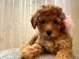 Ev Ortamında Büyüyen Birbirinden Tatlı Toy Poodle Yavrularımız