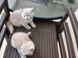 Oyunu Çok Seven Kedilerimiz Yeni Sahiplerini Bekliyor