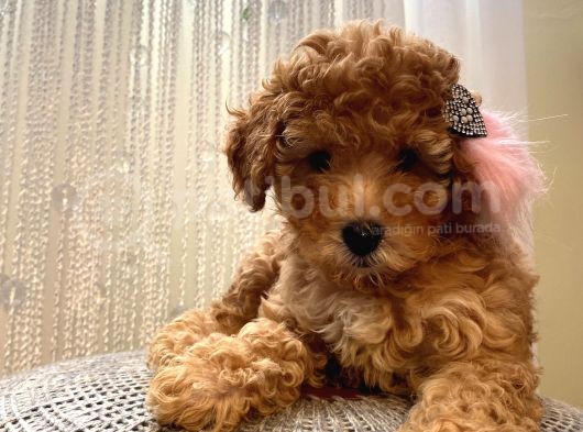 Minnoş Dişi Toypoodle Yavrularımız 70 Günlük