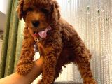 Ev Ortamında Büyüyen Birbirinden Tatlı Toy Poodle Yavrularımız