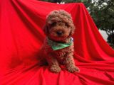 Orjinal Toy Poodle