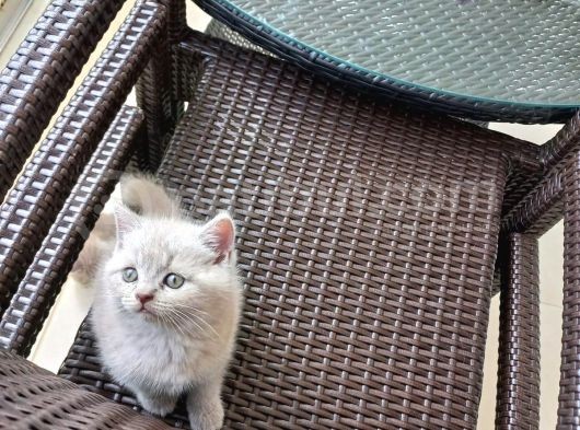 Oyunu Çok Seven Kedilerimiz Yeni Sahiplerini Bekliyor