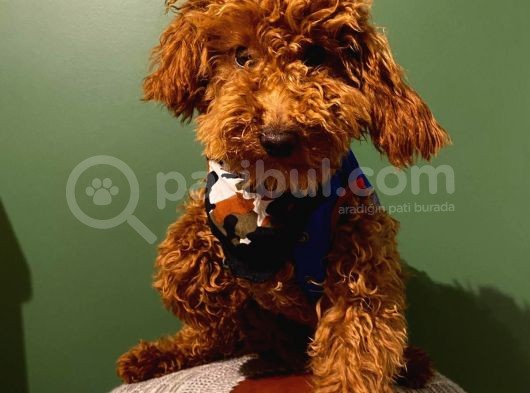 10 Aylık Erkek Minyatür Poodle Redbrown