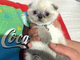 Scottish Fold