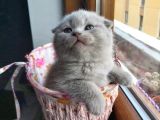 Muhteşem Renkte Lilac Ve Beyaz Scottish Fold Yavrular