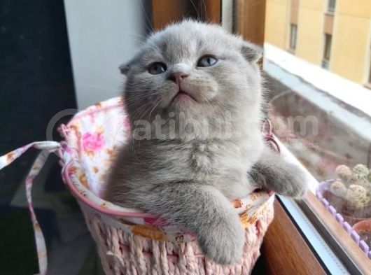 Muhteşem Renkte Lilac Ve Beyaz Scottish Fold Yavrular görsel