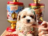 Wc Eğitimli Maltipoo Yavrular