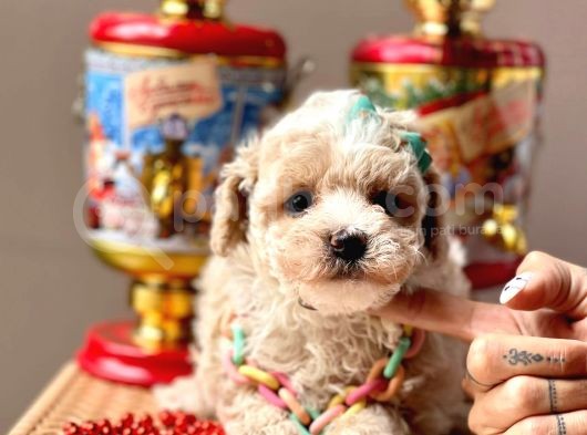 Wc Eğitimli Maltipoo Yavrular görsel