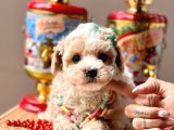Wc Eğitimli Maltipoo Yavrular