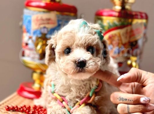 Wc Eğitimli Maltipoo Yavrular görsel