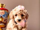Wc Eğitimli Maltipoo Yavrular