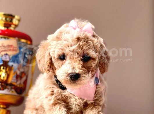 Wc Eğitimli Maltipoo Yavrular görsel