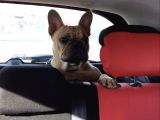 Red Fawn French Bulldog