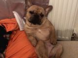Red Fawn French Bulldog