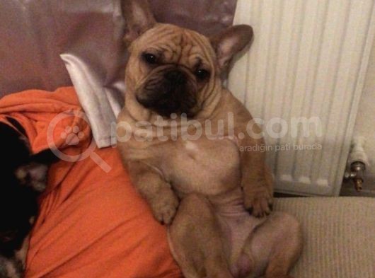 Red Fawn French Bulldog görsel
