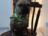 Red Fawn French Bulldog