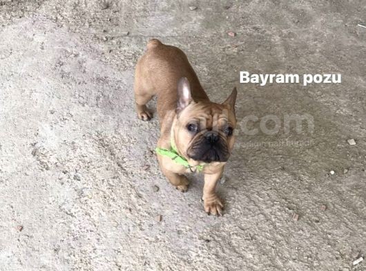 Red Fawn French Bulldog