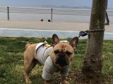 Red Fawn French Bulldog