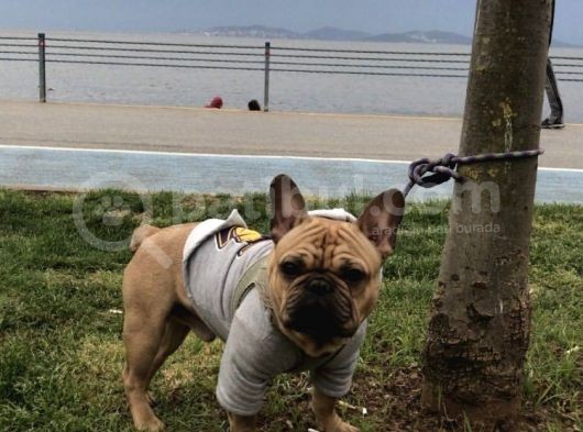 Red Fawn French Bulldog görsel