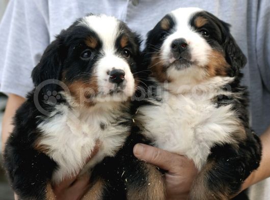 Irk Garantili Bernese Mountain Dog