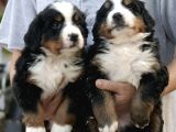 Irk Garantili Bernese Mountain Dog