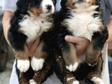 Irk Garantili Bernese Mountain Dog