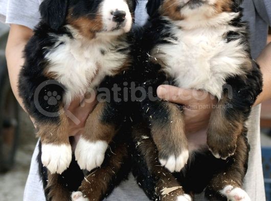 Irk Garantili Bernese Mountain Dog görsel
